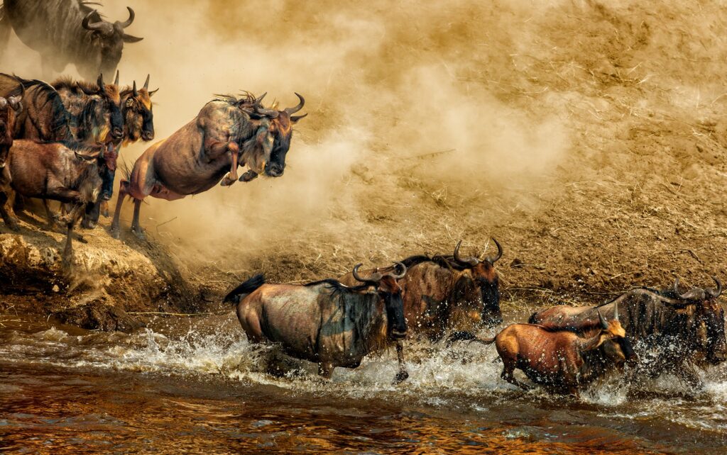 9 days Wildebeest Migration safari