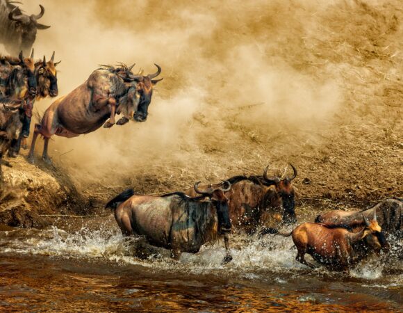 Tanzania Honeymoon Safari | 10-Day Luxury Wildlife & Romance Package