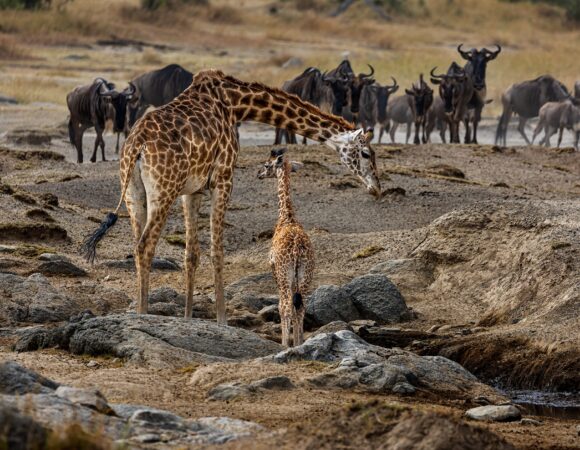 Saadani National Park