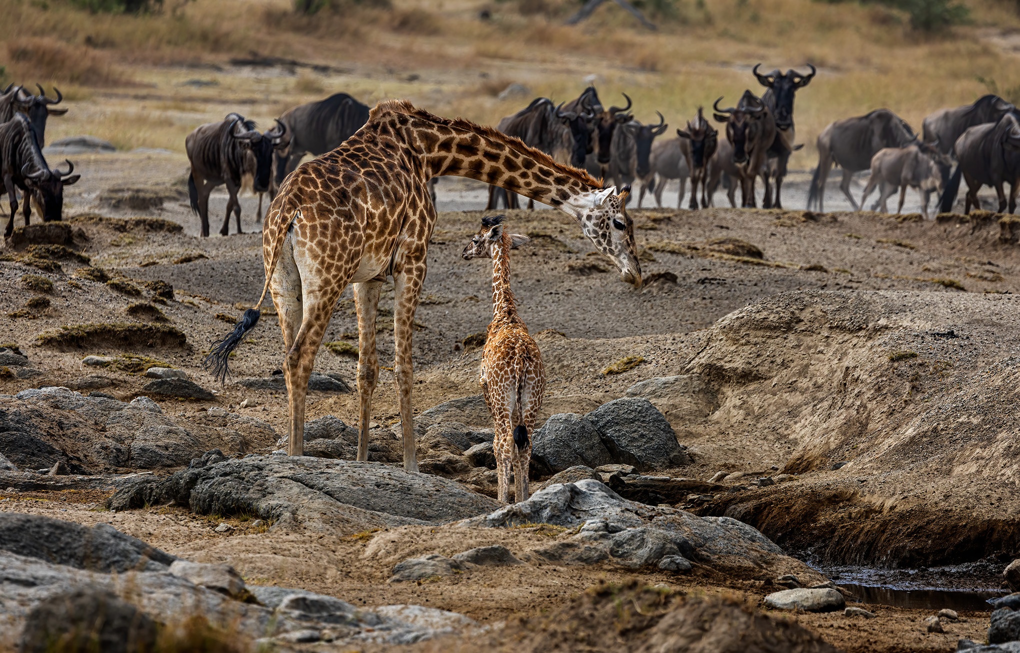 Saadani National Park