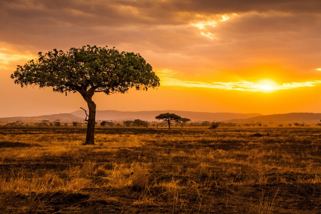 5-Day, 4-Night Tanzania Safari