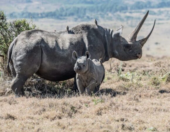 Kenya Tanzania Family Safari | 14-Day Wildlife Adventure for All Ages