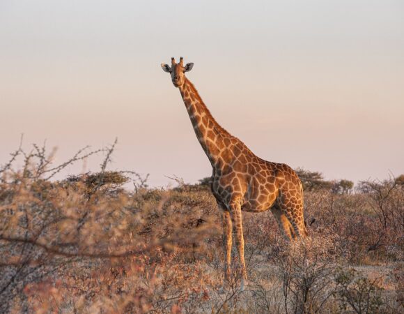 8 -Day Classic Kenya Safari