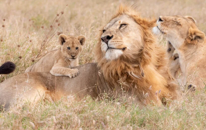 11 DAYS/ 10 NIGHTS HONEYMOON SAFARI