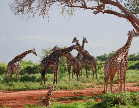 11 DAYS/ 10 NIGHTS SAFARI