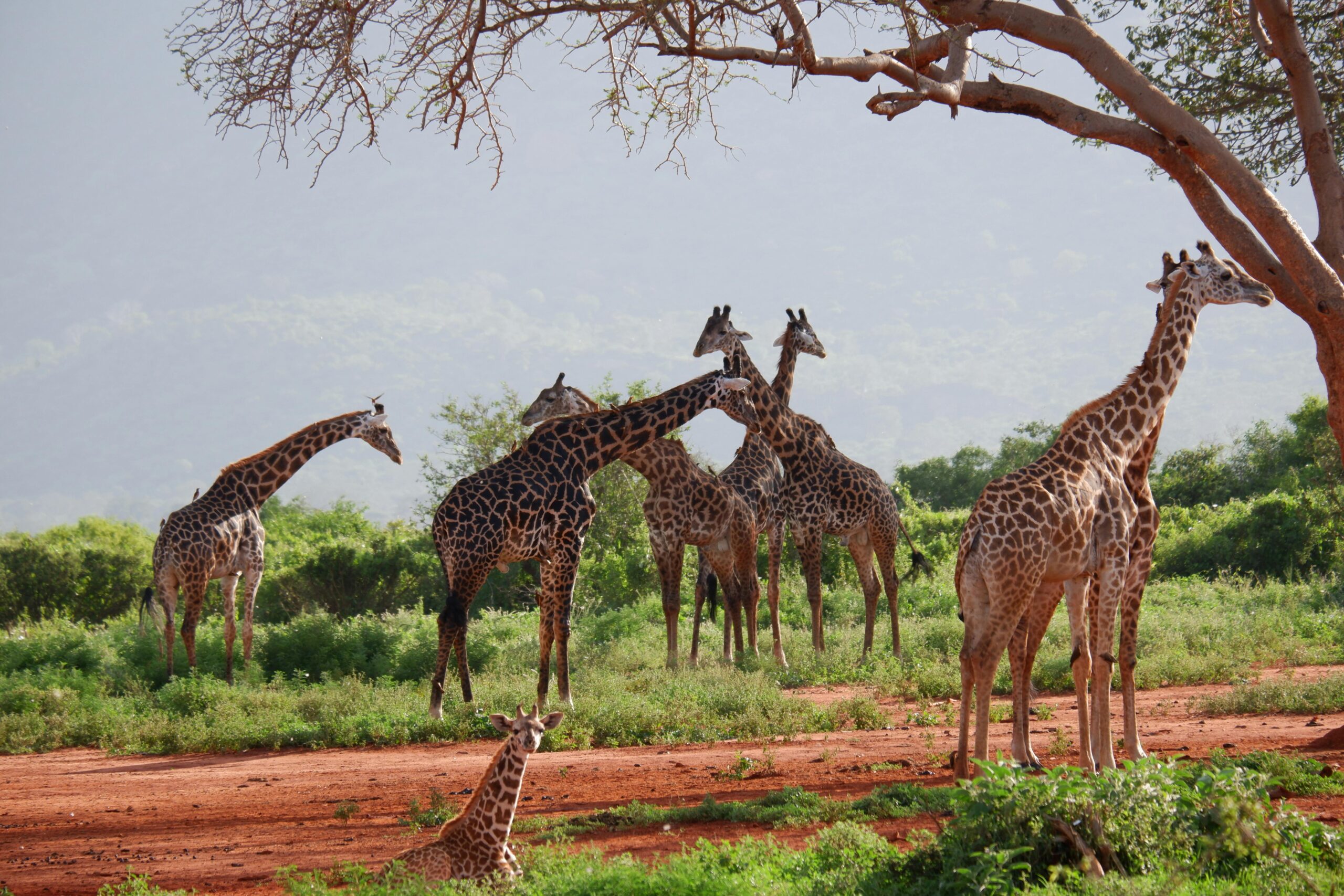 11 DAYS/ 10 NIGHTS SAFARI