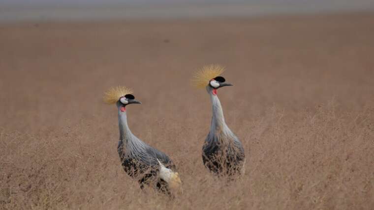 2-Day Manyara and Ngorongoro Crater Safari from Zanzibar