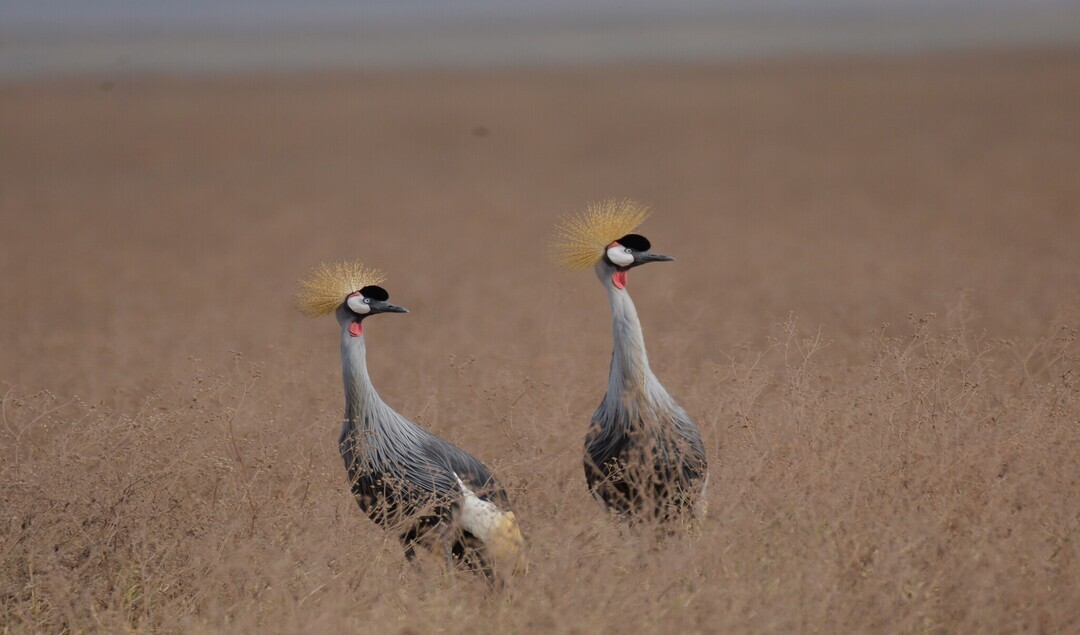 2-Day Manyara and Ngorongoro Crater Safari from Zanzibar