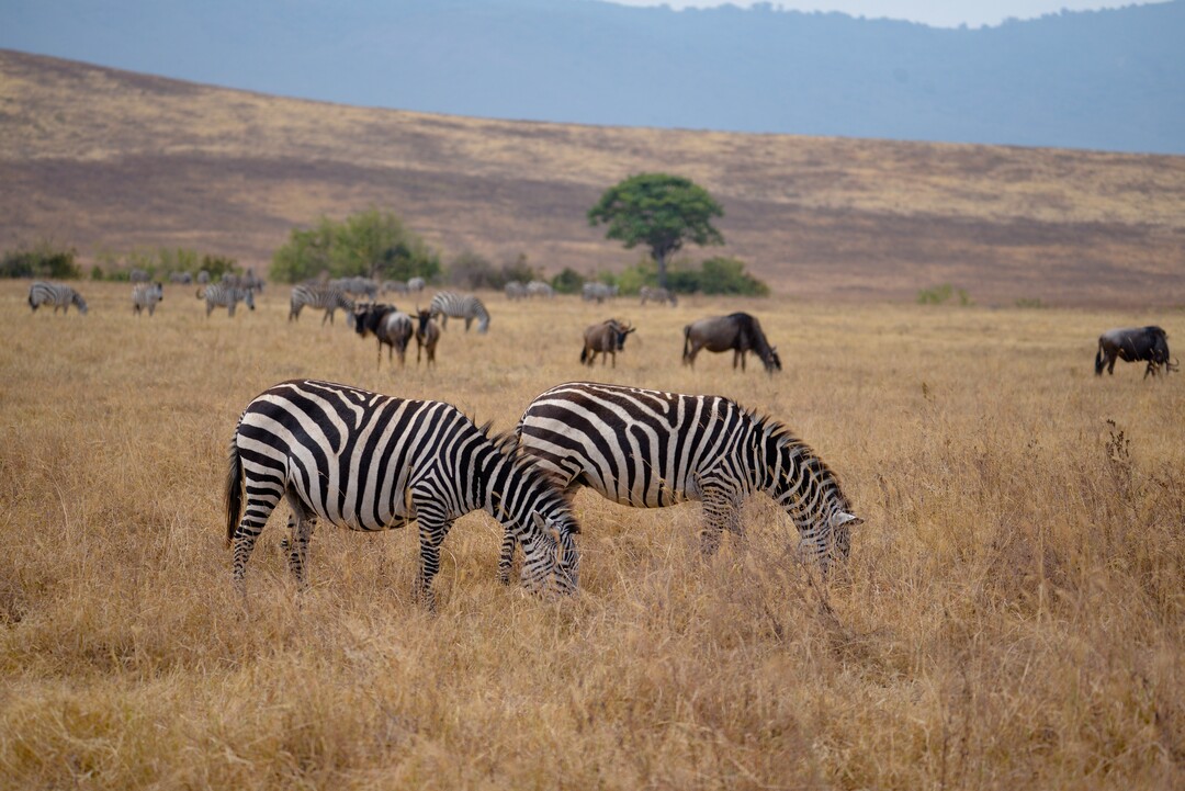 5-Day Adventure Safari: The Ultimate Wildlife Journey