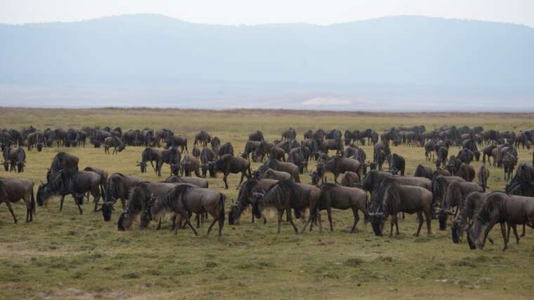 Explore Tanzania’s Iconic Parks on a 6-Day Safari