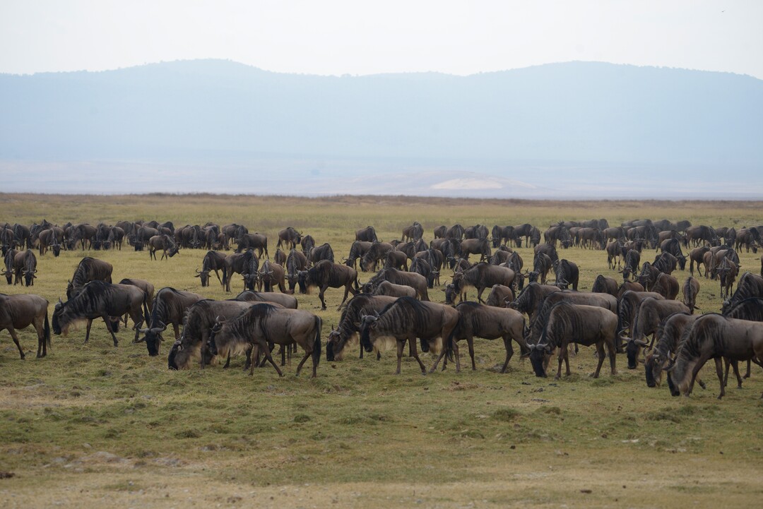 Explore Tanzania’s Iconic Parks on a 6-Day Safari