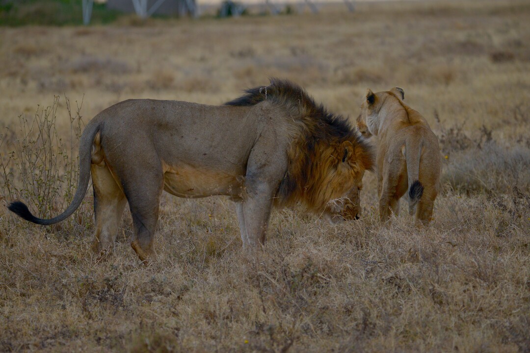 Epic 5-Day Adventure Safari: Experience Wildlife and Thrill Like Never Before!