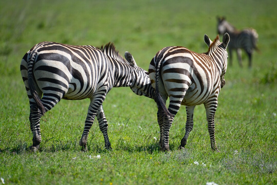 Day Trip to Arusha National Park