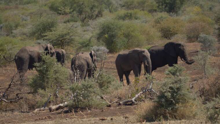 9 DAYS SAFARI VACATION TANZANIA