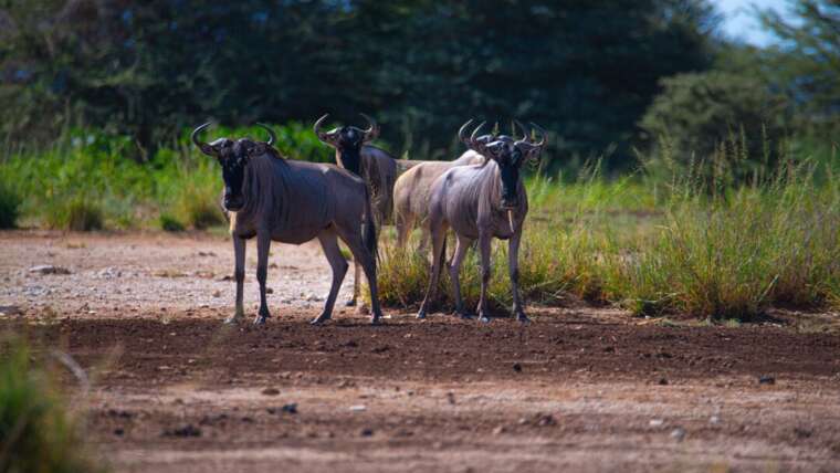 12-Day Honeymoon Safari & Zanzibar Romance