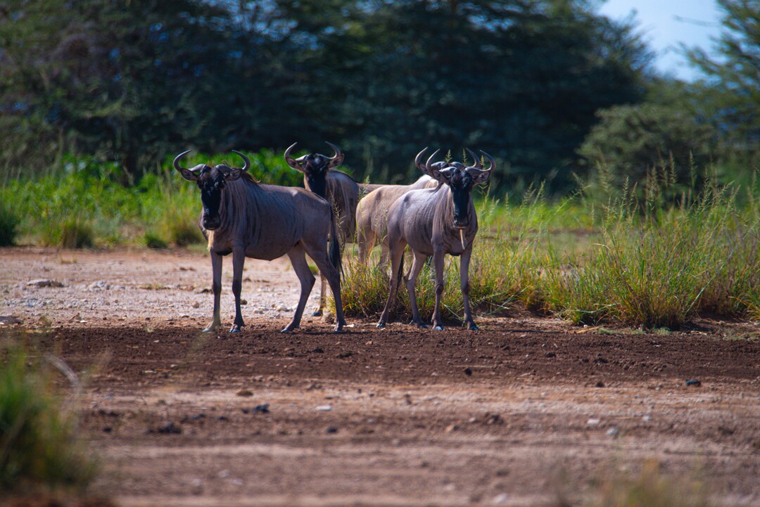 12-Day Honeymoon Safari & Zanzibar Romance