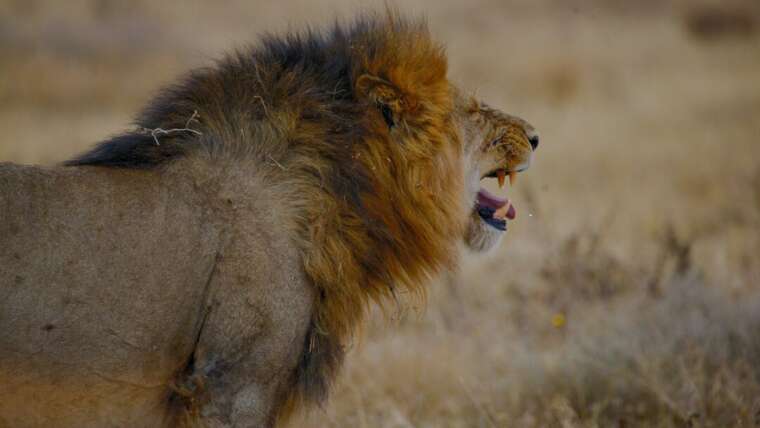 Serengeti National Park: A Premier Safari Destination