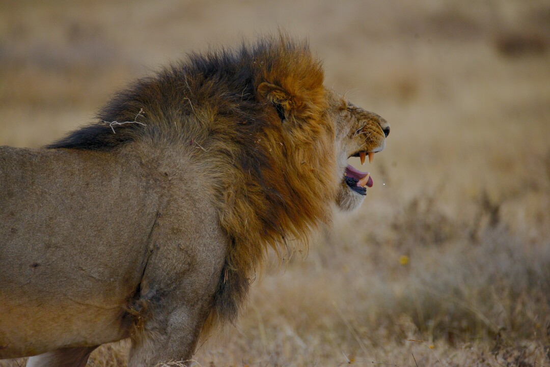 Serengeti National Park: A Premier Safari Destination