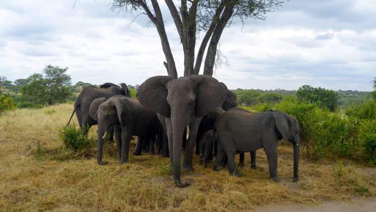 Tanzania Diamond Luxury Safari: 9 Days of Exploration and Elegance