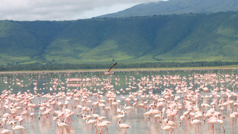 Day Trip To Ngorongoro Crater Safari