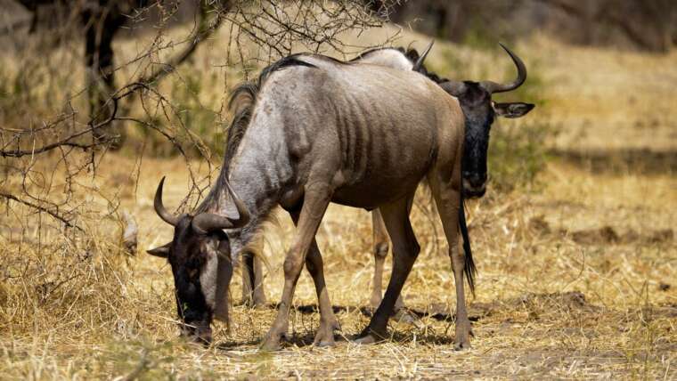 2-Day Serengeti National Park Safari