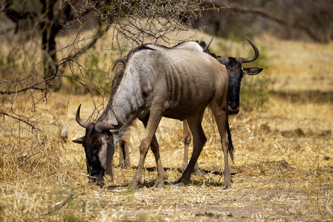 2-Day Serengeti National Park Safari