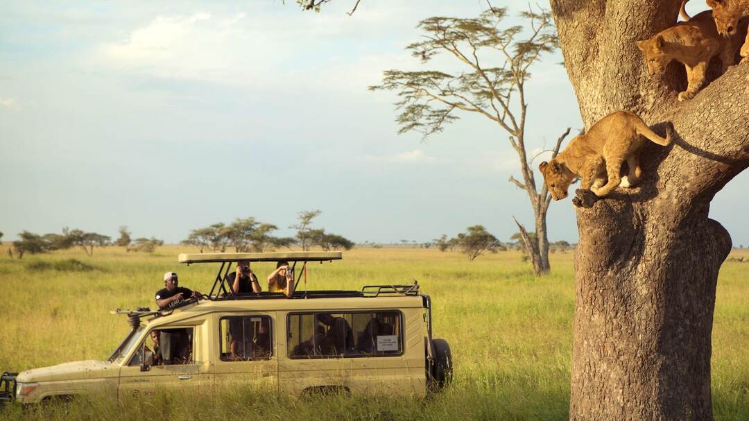 7-Day Zanzibar Activities Safari & Serengeti Exploration