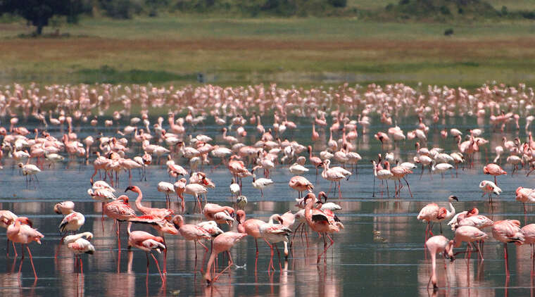 Day Trip To Lake Manyara National Park