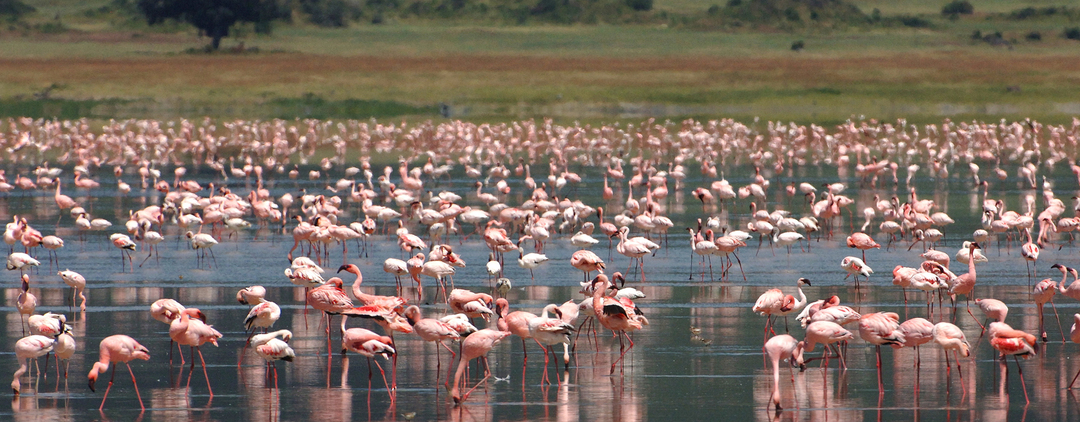 Day Trip To Lake Manyara National Park