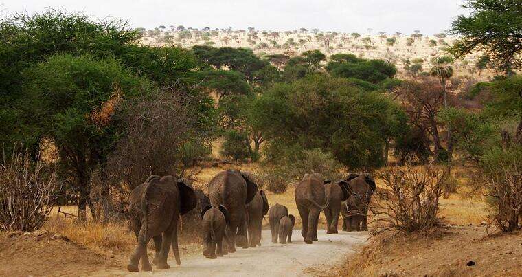 Day Trip To Tarangire National Park