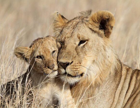 18 DAYS TANZANIA SAFARI