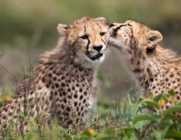 Northern Tanzania Safari 3 Days