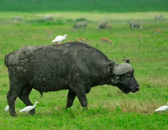 Lake Manyara National Park
