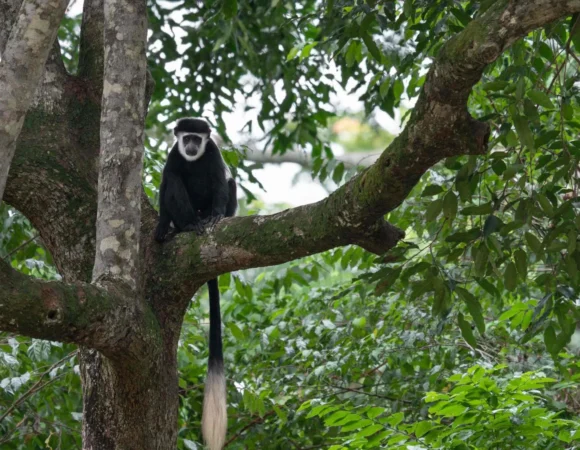Arusha National Park