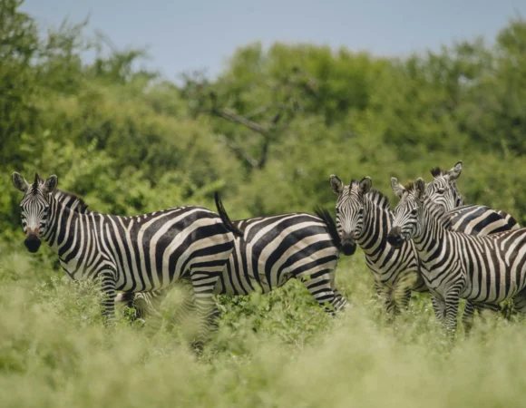 Makuyuni Wildlife Park