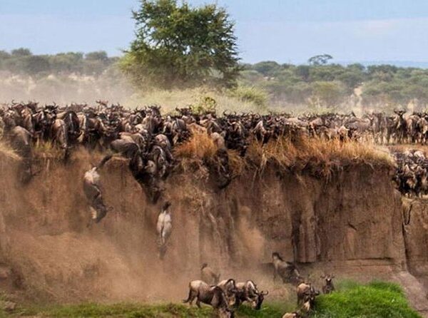 THE GREAT WILDEBEEST MIGRATION