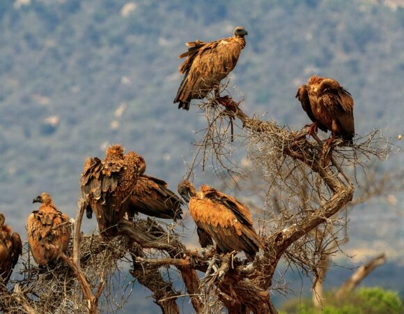 1-Day Private Ngorongoro Safari