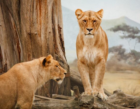 Serengeti vs Ngorongoro: Which Tanzania Safari Destination is Right for You?