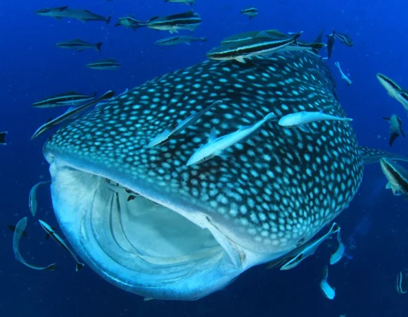 Swimming with whale sharks