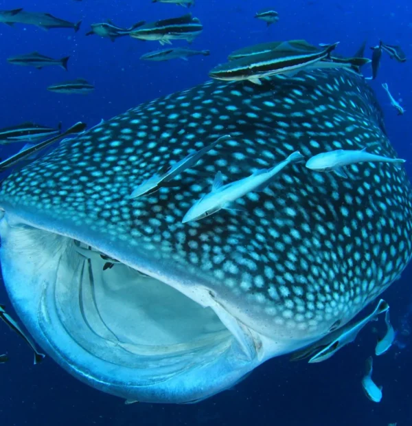 Swimming with whale sharks